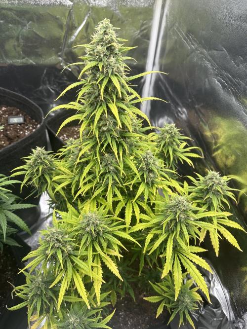 GORILLA Z (Direita) Yolanda. Week 9