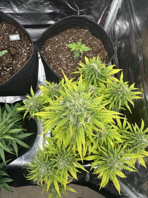 GORILLA Z (Direita) Yolanda. Week 9