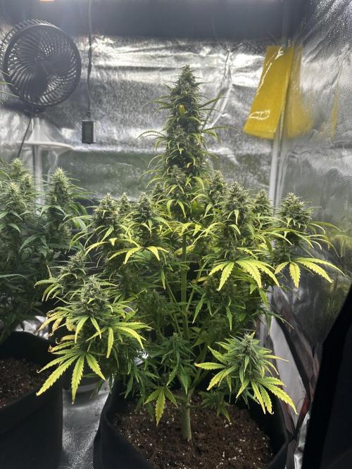 GORILLA Z (Direita) Yolanda. Week 9