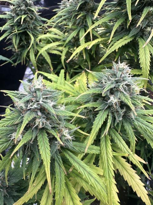 GORILLA Z (Direita) Yolanda. Week 9