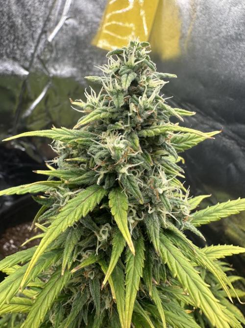 GORILLA Z (Direita) Yolanda. Week 9