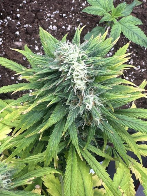 GORILLA Z (Direita) Yolanda. Week 9