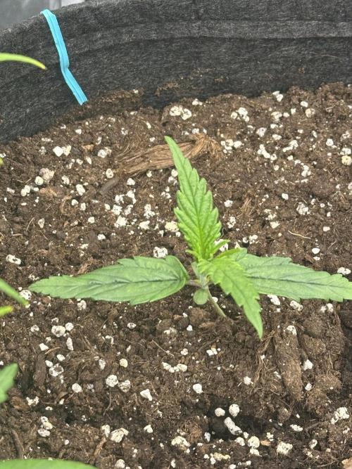 GUAVA AUTO (Blue) Maria Joana. Week 2