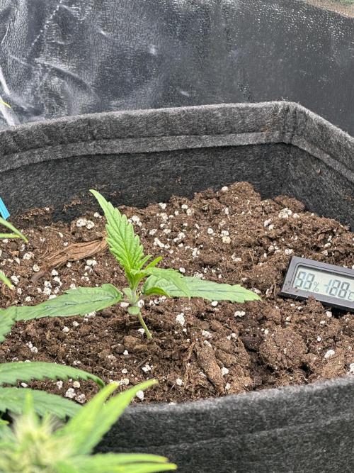 GUAVA AUTO (Blue) Maria Joana. Week 2