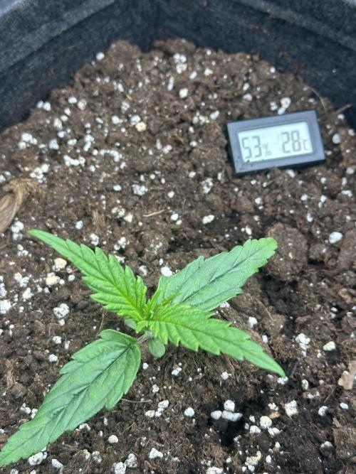 GUAVA AUTO (Blue) Maria Joana. Week 2