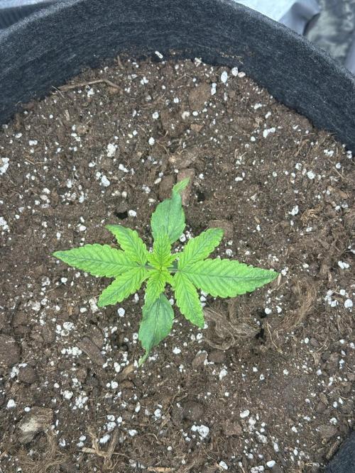 GUAVA AUTO (Outside tent) Becky. Week 2