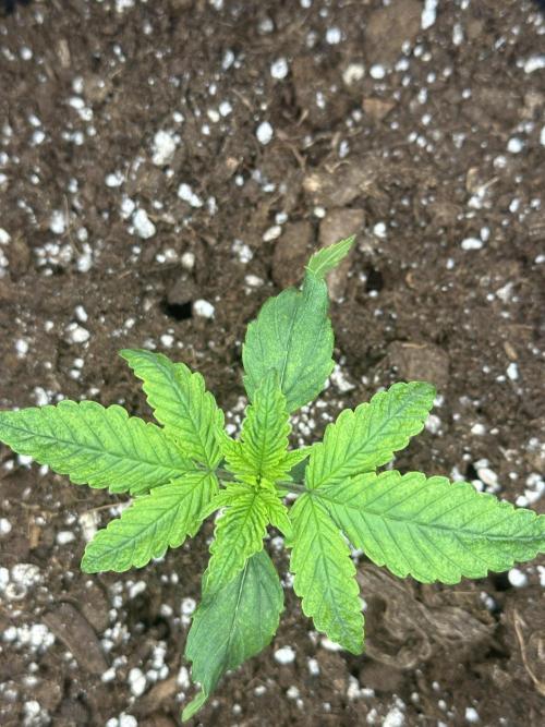 GUAVA AUTO (Outside tent) Becky. Week 2