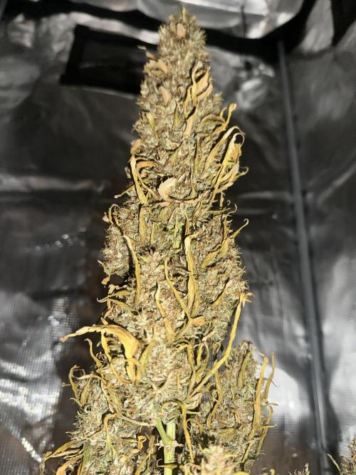 GORILLA ZKITTLEZ AUTO Tiana e Marcela. Week 14 - DAY 7 DRYING