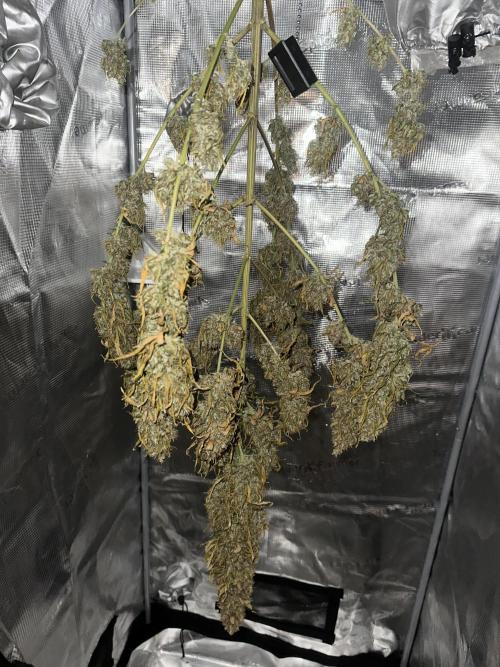 GORILLA ZKITTLEZ AUTO Tiana e Marcela. Week 14 - DAY 7 DRYING