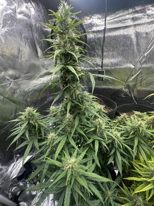 GORILLA Z (Esquerda) Priscila. Week 9