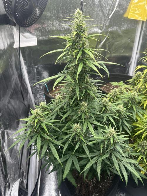 GORILLA Z (Esquerda) Priscila. Week 9