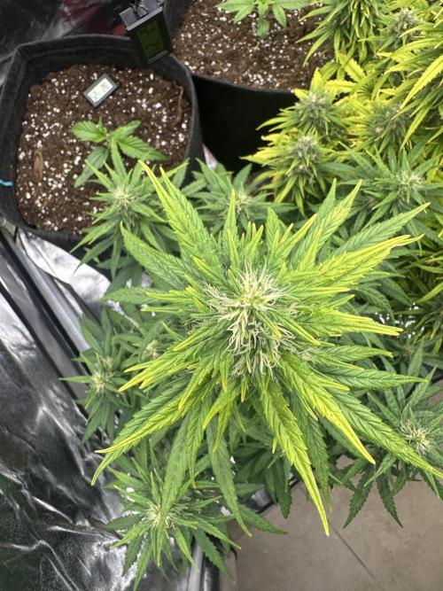 GORILLA Z (Esquerda) Priscila. Week 9