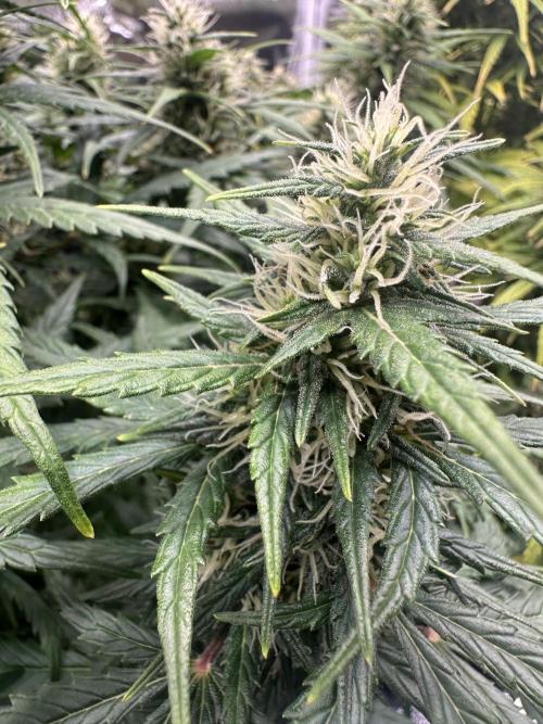 GORILLA Z (Esquerda) Priscila. Week 9