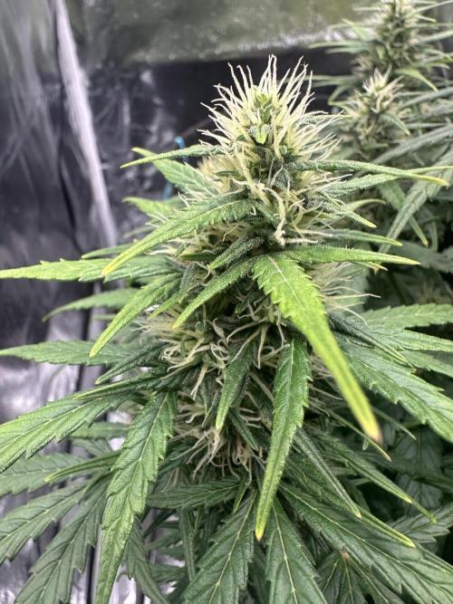 GORILLA Z (Esquerda) Priscila. Week 9