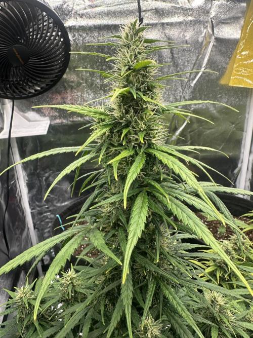 GORILLA Z (Esquerda) Priscila. Week 9