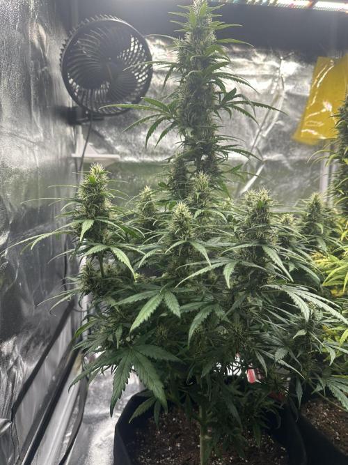 GORILLA Z (Esquerda) Priscila. Week 9