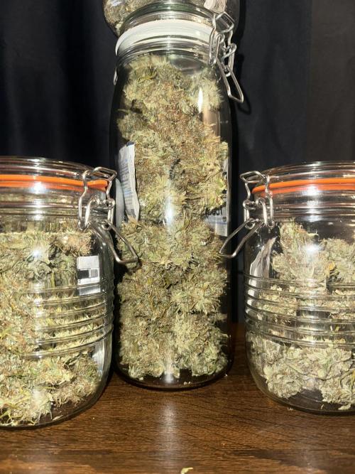 GORILLA ZKITTLEZ AUTO Tiana e Marcela. Week 15