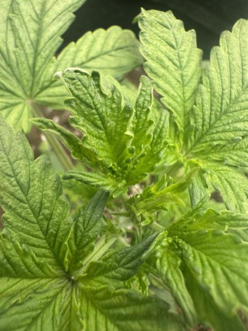 GUAVA AUTO (Outside tent) Becky. Week 3