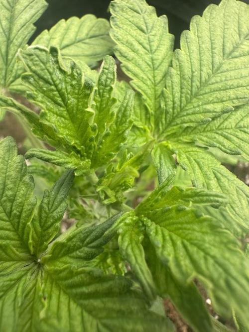 GUAVA AUTO (Outside tent) Becky. Week 3