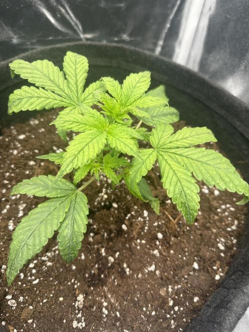 GUAVA AUTO (Outside tent) Becky. Week 3