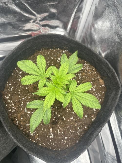 GUAVA AUTO (Outside tent) Becky. Week 3