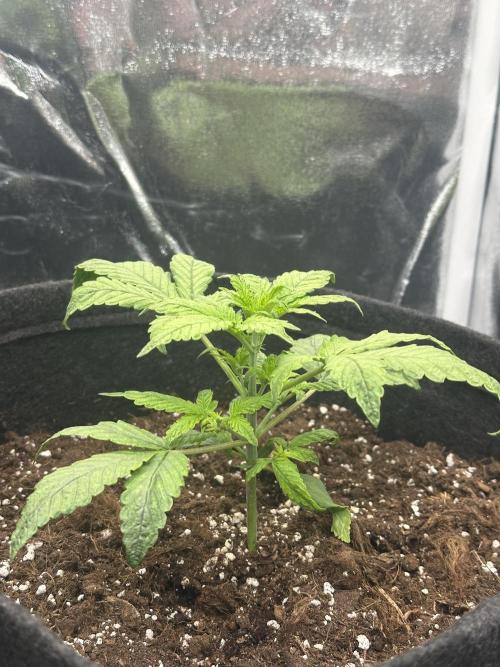 GUAVA AUTO (Outside tent) Becky. Week 3