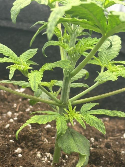 GUAVA AUTO (Outside tent) Becky. Week 3