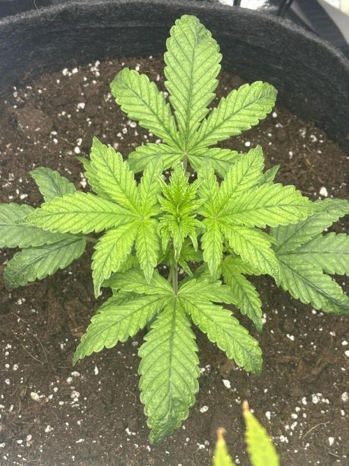 GUAVA AUTO (Outside tent) Becky. Week 3