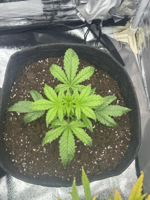 GUAVA AUTO (Outside tent) Becky. Week 3