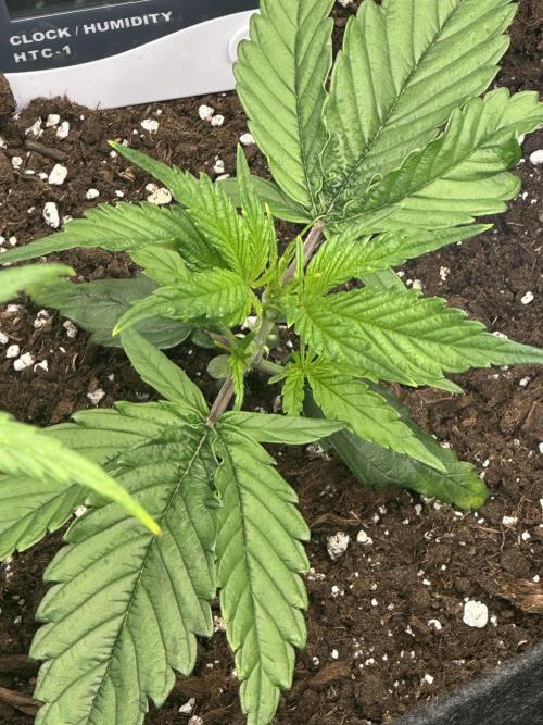 GUAVA AUTO (Blue) Maria Joana. Week 3