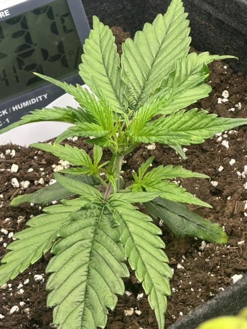 GUAVA AUTO (Blue) Maria Joana. Week 3