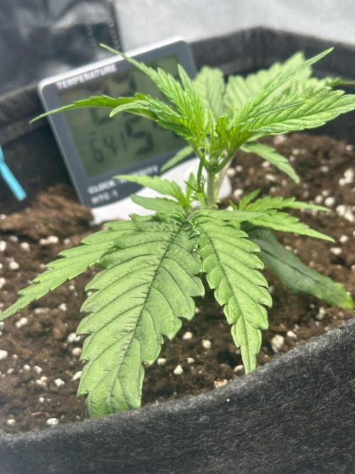 GUAVA AUTO (Blue) Maria Joana. Week 3