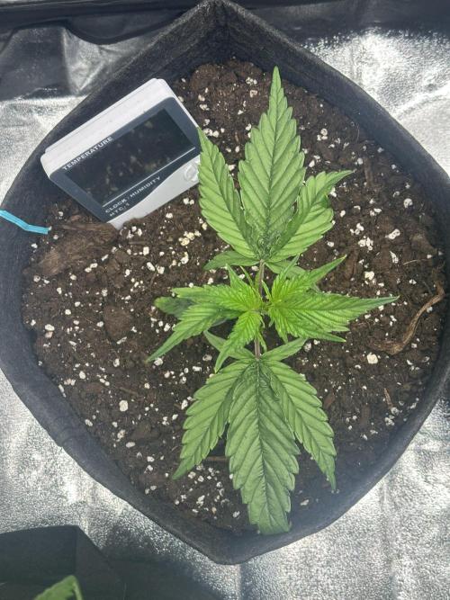 GUAVA AUTO (Blue) Maria Joana. Week 3