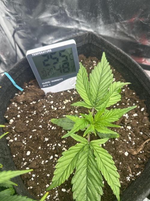 GUAVA AUTO (Blue) Maria Joana. Week 3