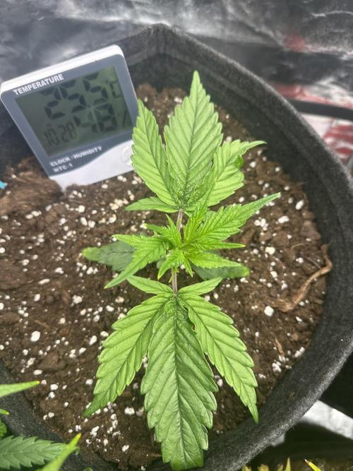 GUAVA AUTO (Blue) Maria Joana. Week 3