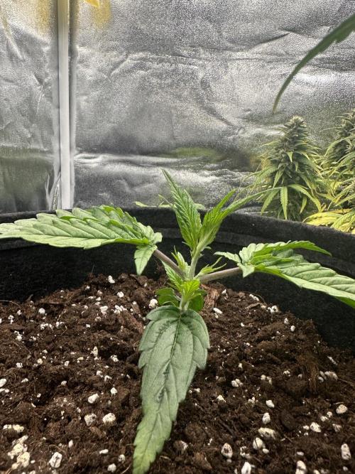 GUAVA AUTO (Blue) Maria Joana. Week 3