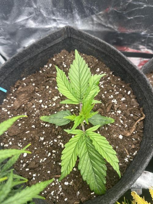 GUAVA AUTO (Blue) Maria Joana. Week 3