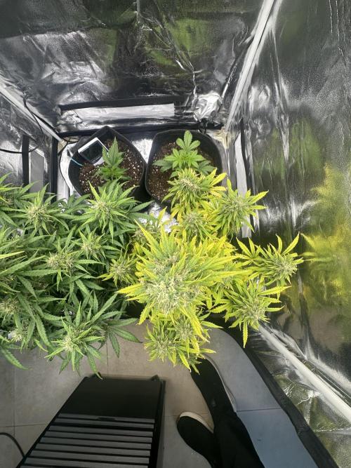 GORILLA Z (Direita) Yolanda. Week 10