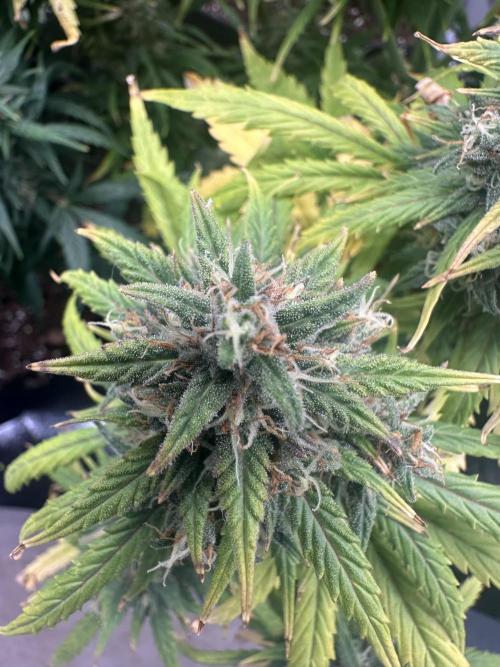 GORILLA Z (Direita) Yolanda. Week 10