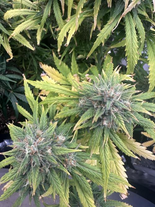 GORILLA Z (Direita) Yolanda. Week 10