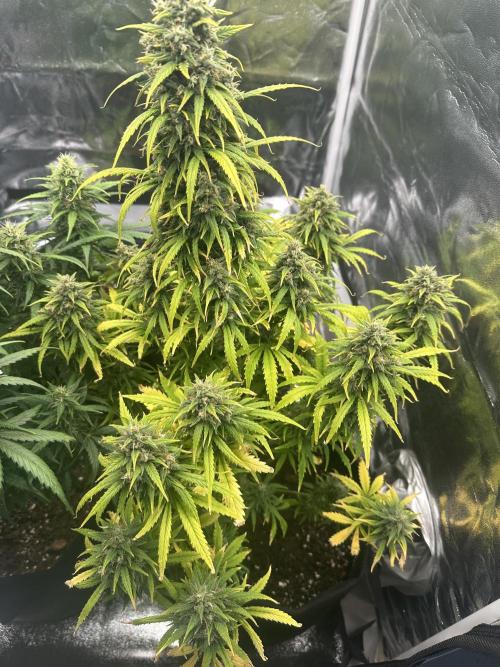 GORILLA Z (Direita) Yolanda. Week 10
