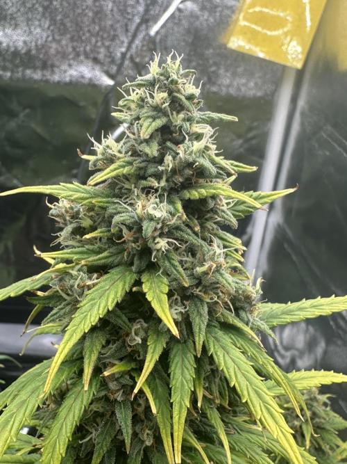 GORILLA Z (Direita) Yolanda. Week 10