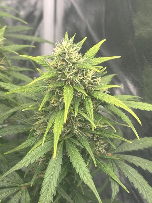 GORILLA Z (Esquerda) Priscila. Week 10