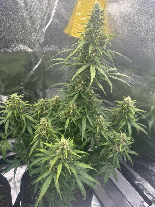 GORILLA Z (Esquerda) Priscila. Week 10