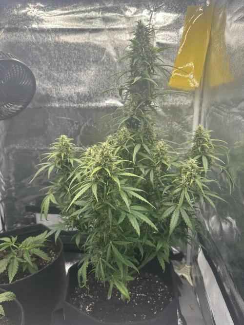 GORILLA Z (Esquerda) Priscila. Week 10