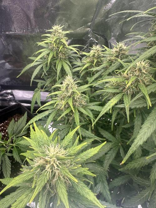 GORILLA Z (Esquerda) Priscila. Week 10