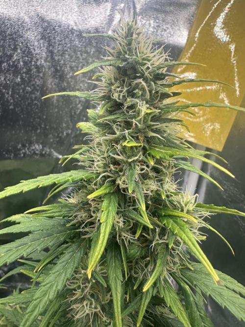 GORILLA Z (Esquerda) Priscila. Week 10