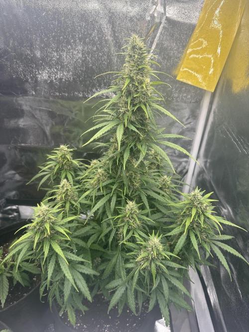 GORILLA Z (Esquerda) Priscila. Week 10