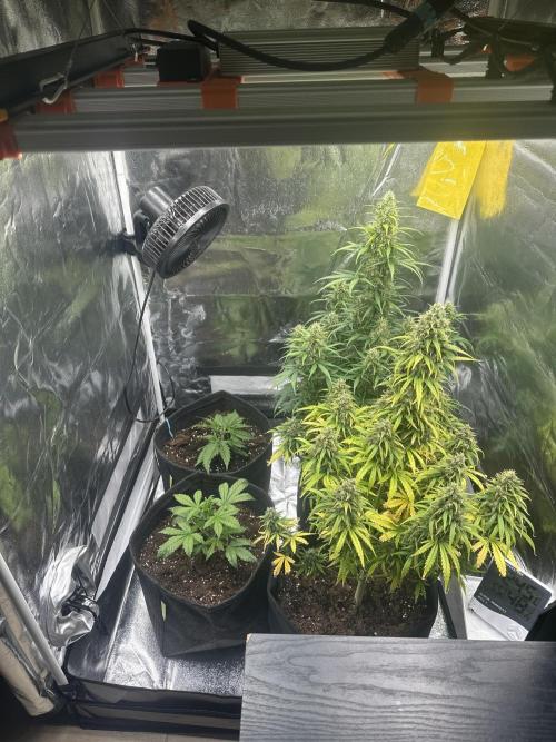GORILLA Z (Esquerda) Priscila. Week 10