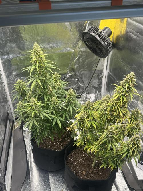 GORILLA Z (Direita) Yolanda. Week 11